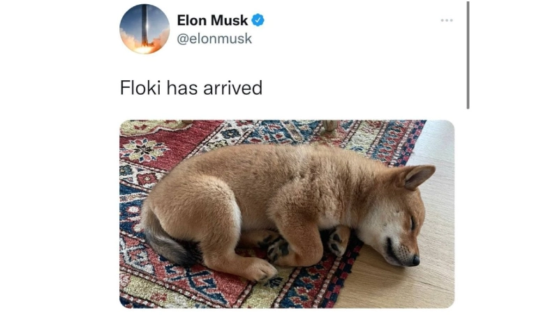 عکس واقعی Floki ایلان ماسک